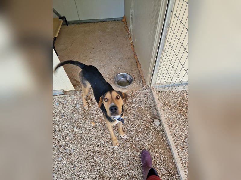 Lebhafter und fröhlicher Junghund BUDDY sucht ein Zuhause