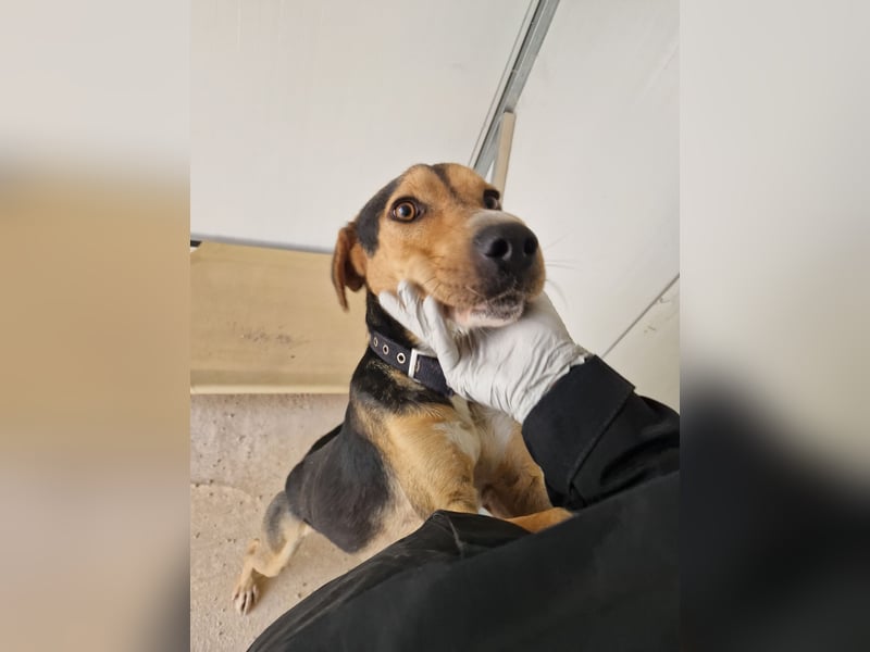 Lebhafter und fröhlicher Junghund BUDDY sucht ein Zuhause