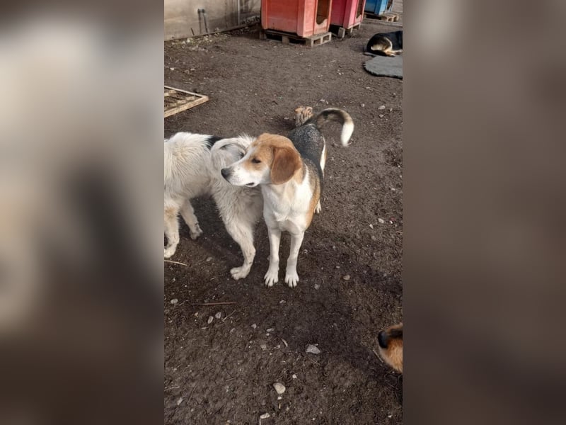 Freddy, fröhlicher Fox-Hound Mix  sucht sein Körbchen