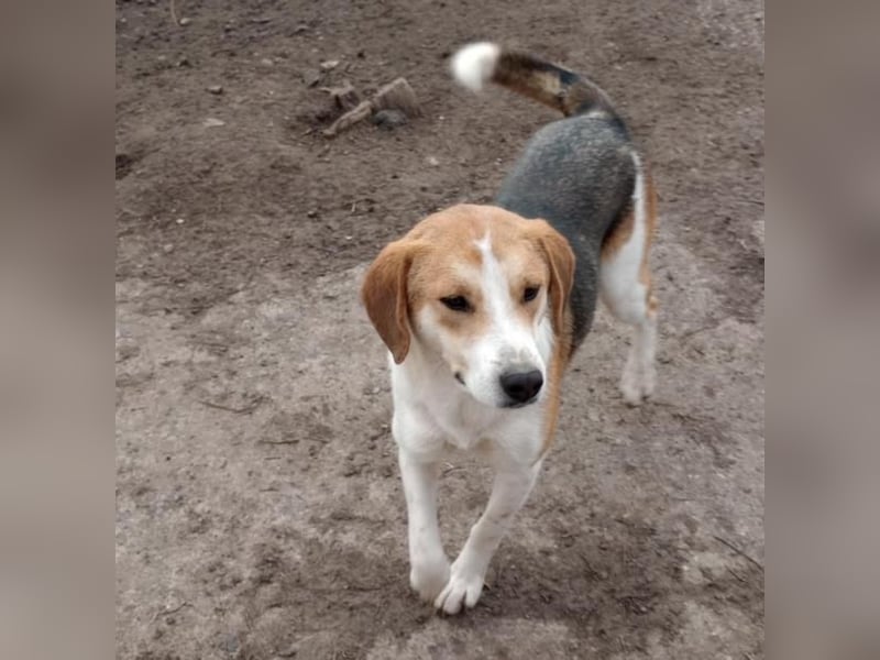 Freddy, fröhlicher Fox-Hound Mix  sucht sein Körbchen