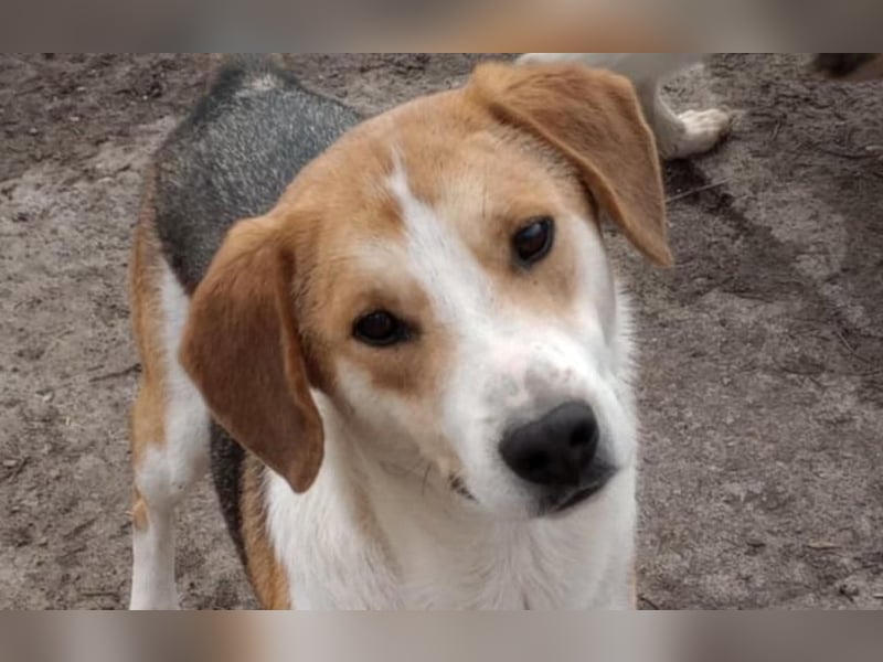 Freddy, fröhlicher Fox-Hound Mix  sucht sein Körbchen