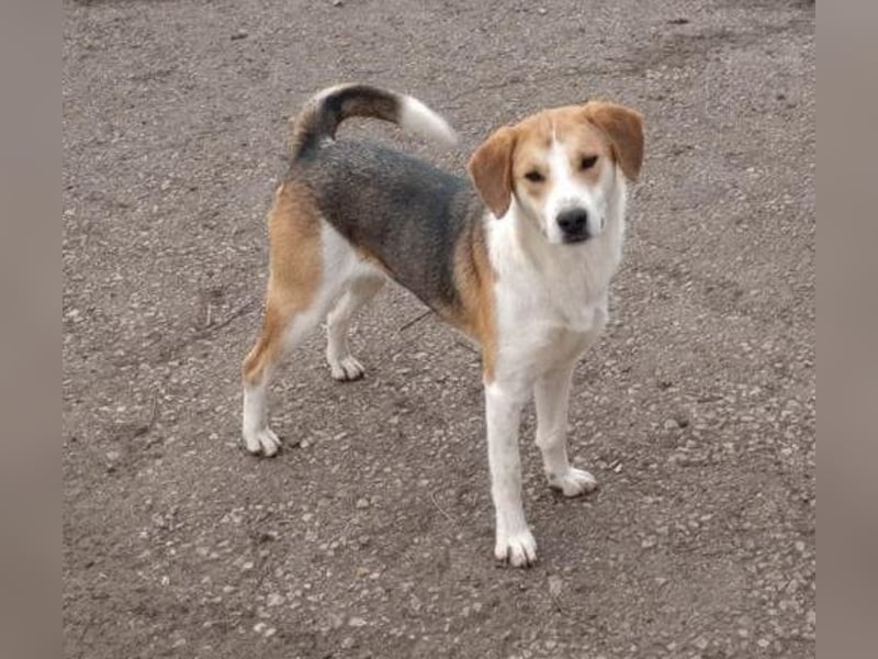 Freddy, fröhlicher Fox-Hound Mix  sucht sein Körbchen