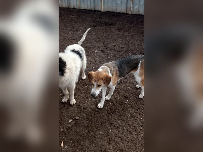 Freddy, fröhlicher Fox-Hound Mix  sucht sein Körbchen