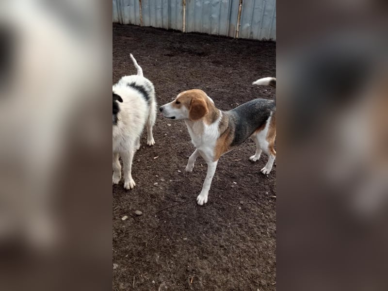 Freddy, fröhlicher Fox-Hound Mix  sucht sein Körbchen