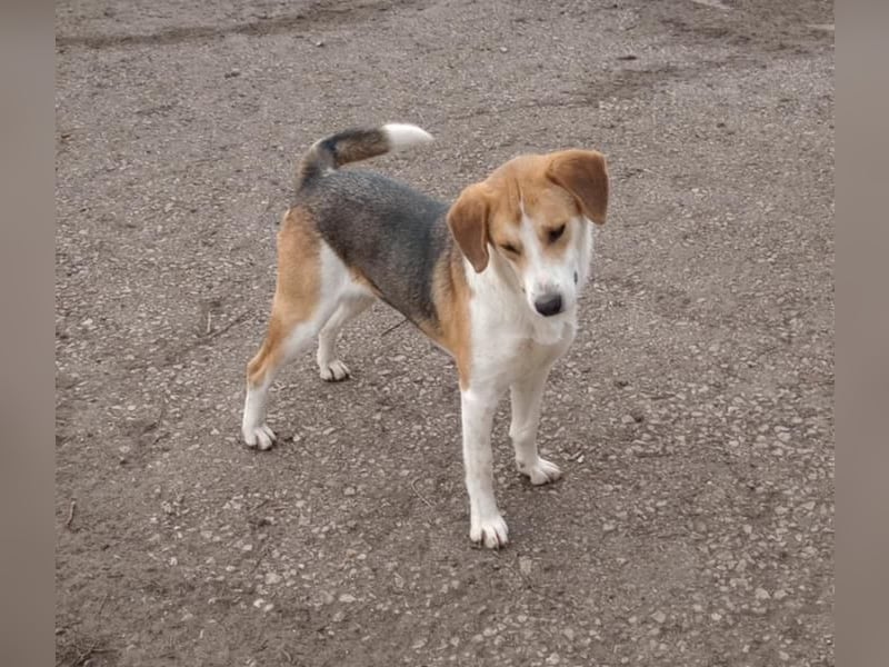 Freddy, fröhlicher Fox-Hound Mix  sucht sein Körbchen