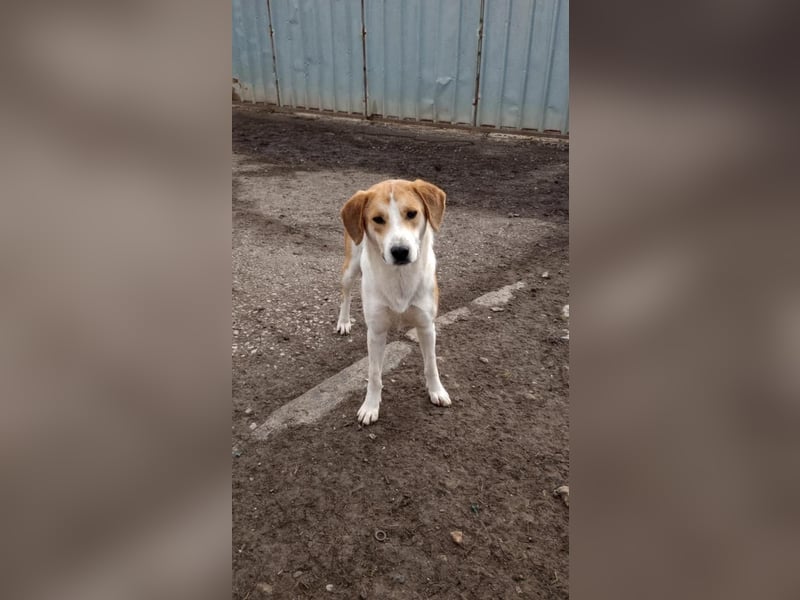 Freddy, fröhlicher Fox-Hound Mix  sucht sein Körbchen