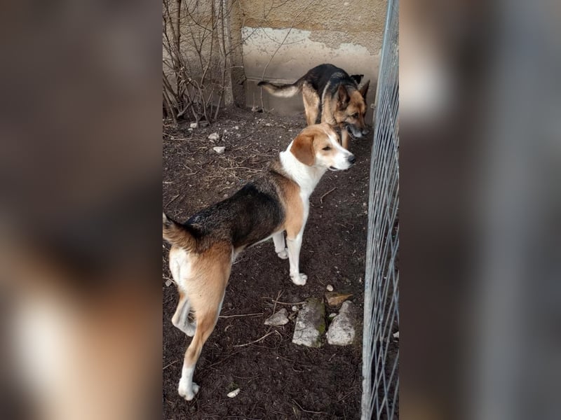 Freddy, fröhlicher Fox-Hound Mix  sucht sein Körbchen