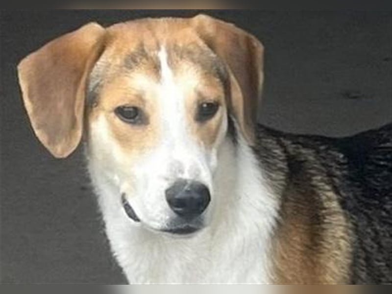 Freddy, fröhlicher Fox-Hound Mix  sucht sein Körbchen