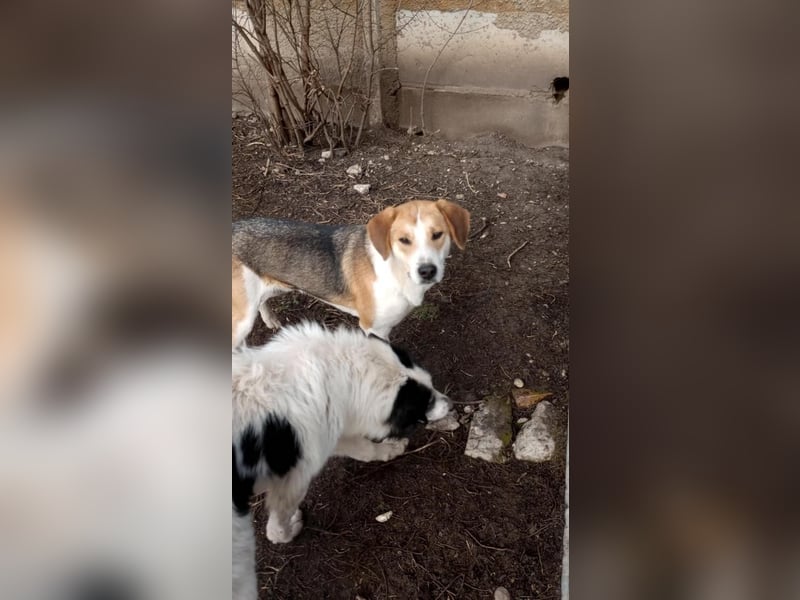 Freddy, fröhlicher Fox-Hound Mix  sucht sein Körbchen