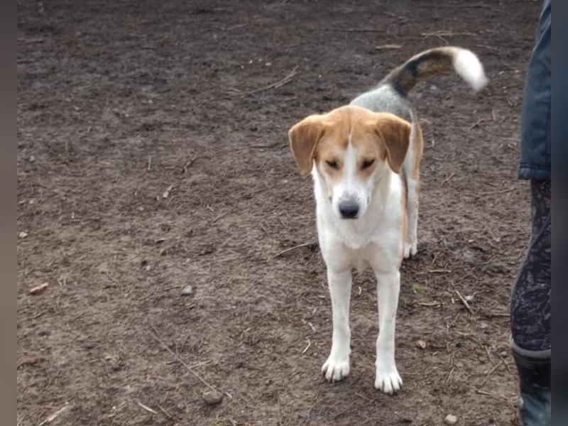 Freddy, fröhlicher Fox-Hound Mix  sucht sein Körbchen