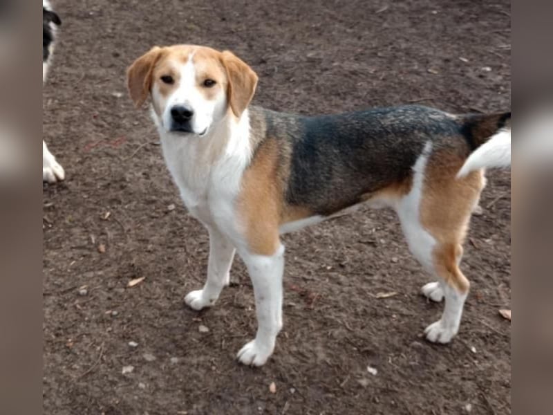 Freddy, fröhlicher Fox-Hound Mix  sucht sein Körbchen