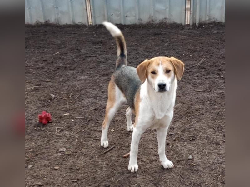 Freddy, fröhlicher Fox-Hound Mix  sucht sein Körbchen