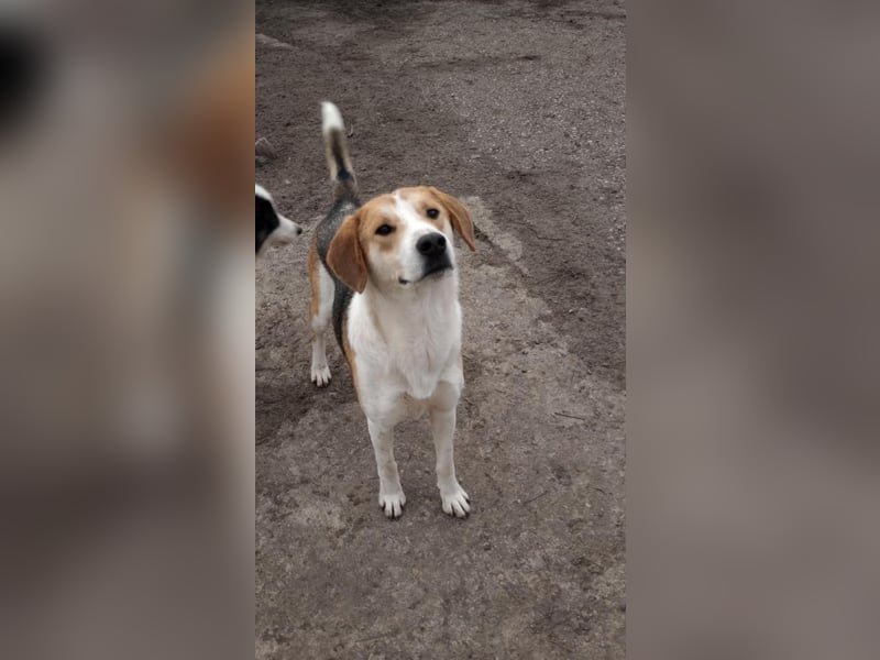 Freddy, fröhlicher Fox-Hound Mix  sucht sein Körbchen