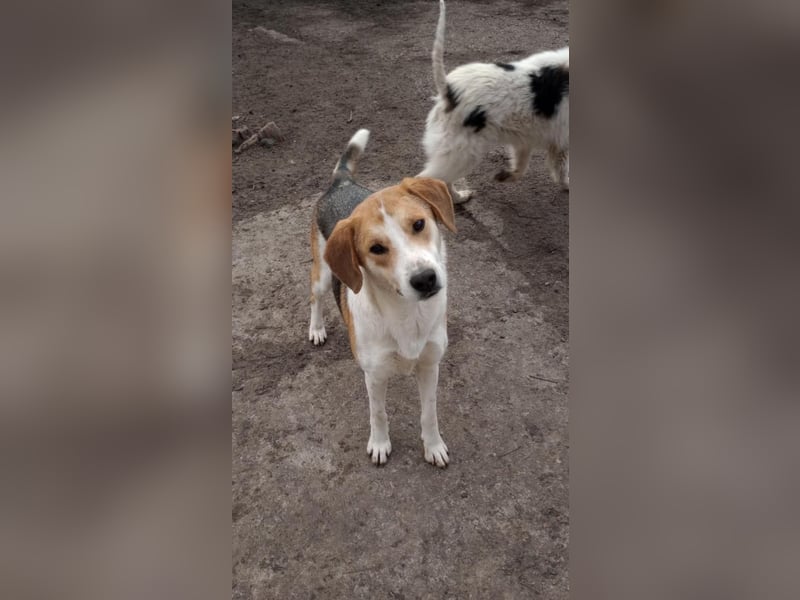 Freddy, fröhlicher Fox-Hound Mix  sucht sein Körbchen