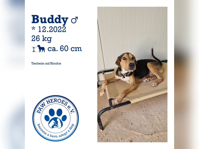 Lebhafter und fröhlicher Junghund BUDDY sucht ein Zuhause