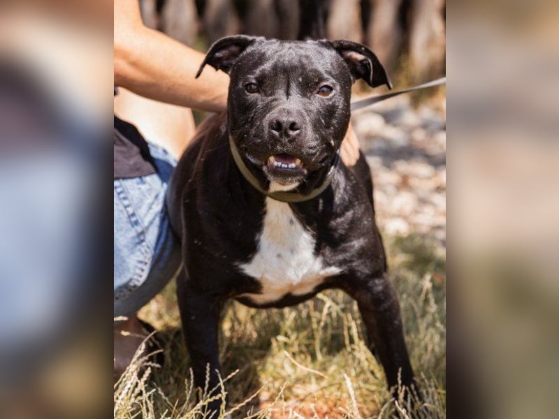 Liebenswerter Pit-Bull-Jungrüde ♥ Nero ♥ sucht sein Lebensglück
