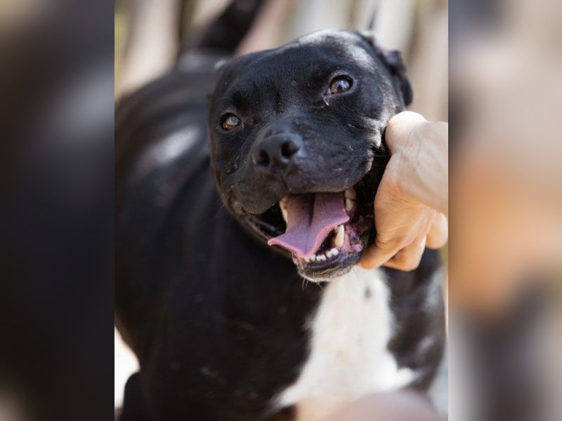 Liebenswerter Pit-Bull-Jungrüde ♥ Nero ♥ sucht sein Lebensglück
