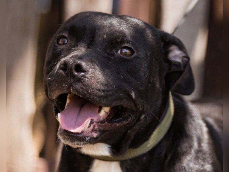 Liebenswerter Pit-Bull-Jungrüde ♥ Nero ♥ sucht sein Lebensglück