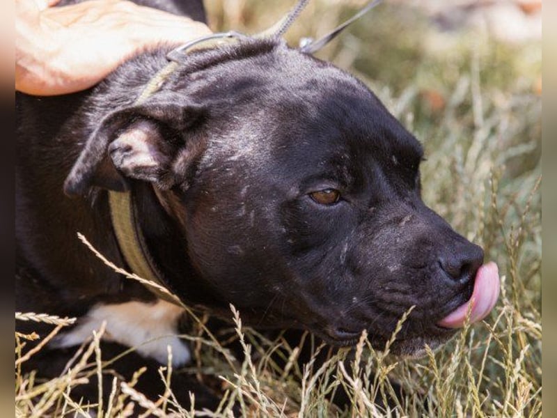 Liebenswerter Pit-Bull-Jungrüde ♥ Nero ♥ sucht sein Lebensglück
