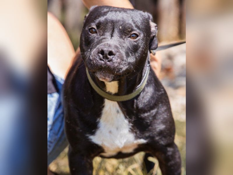 Liebenswerter Pit-Bull-Jungrüde ♥ Nero ♥ sucht sein Lebensglück