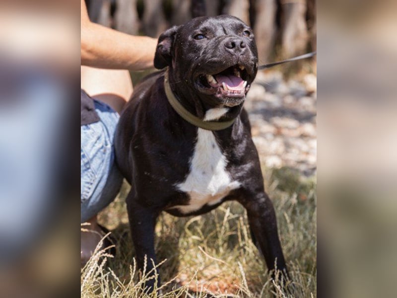 Liebenswerter Pit-Bull-Jungrüde ♥ Nero ♥ sucht sein Lebensglück