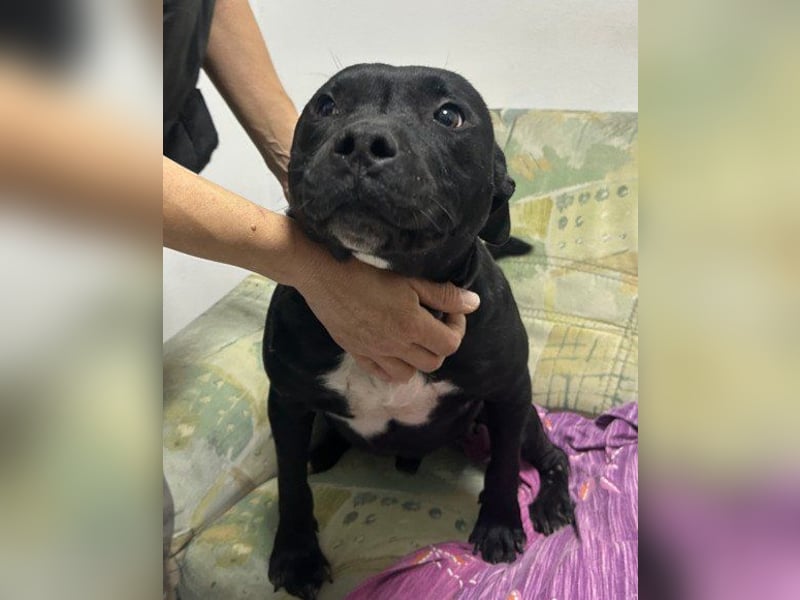 Liebenswerter Pit-Bull-Jungrüde ♥ Nero ♥ sucht sein Lebensglück