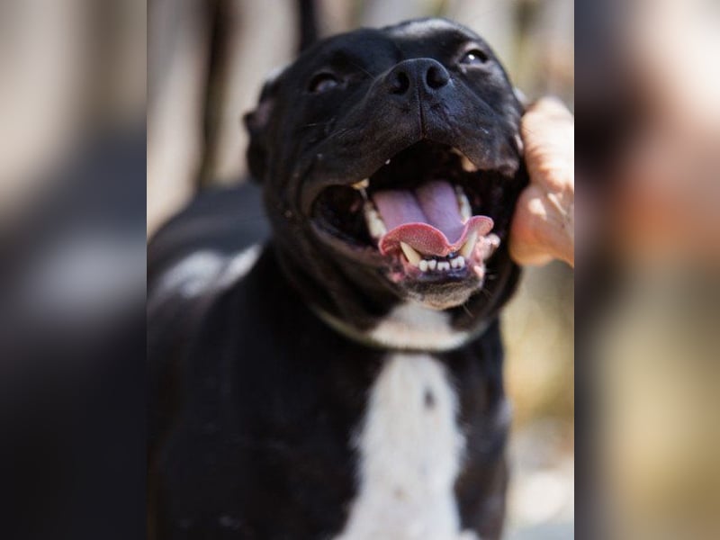 Liebenswerter Pit-Bull-Jungrüde ♥ Nero ♥ sucht sein Lebensglück