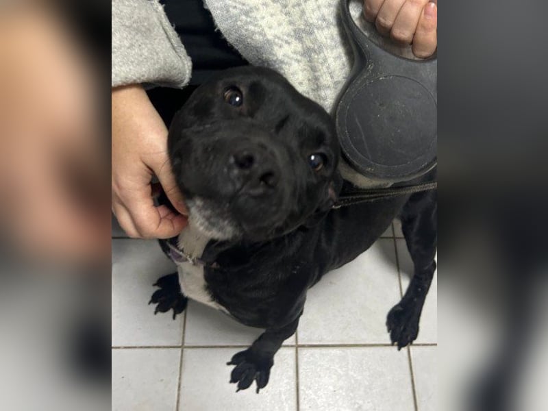 Liebenswerter Pit-Bull-Jungrüde ♥ Nero ♥ sucht sein Lebensglück