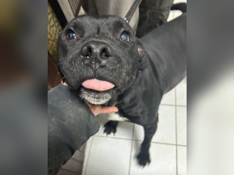 Liebenswerter Pit-Bull-Jungrüde ♥ Nero ♥ sucht sein Lebensglück