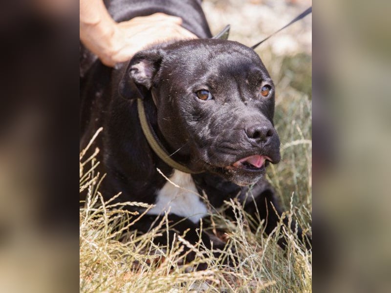 Liebenswerter Pit-Bull-Jungrüde ♥ Nero ♥ sucht sein Lebensglück