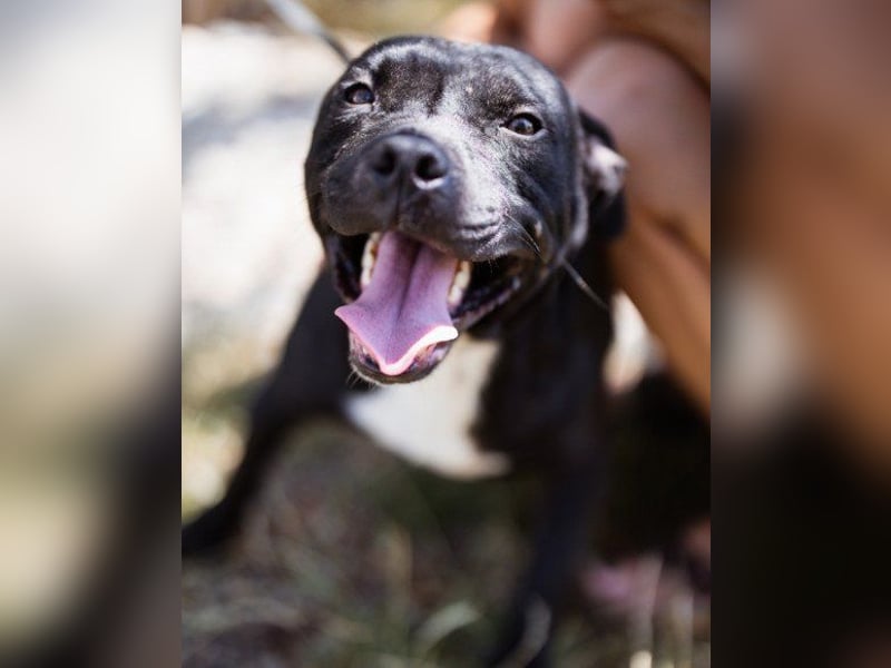 Liebenswerter Pit-Bull-Jungrüde ♥ Nero ♥ sucht sein Lebensglück