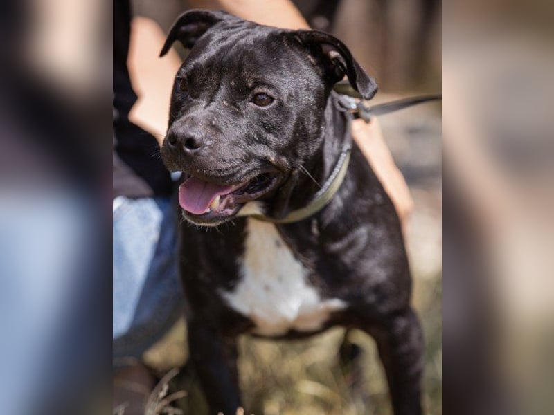 Liebenswerter Pit-Bull-Jungrüde ♥ Nero ♥ sucht sein Lebensglück