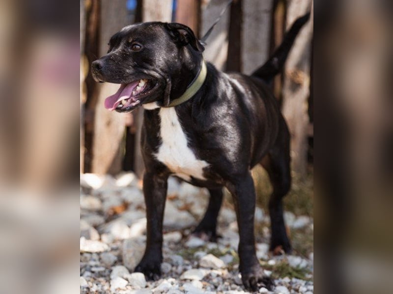 Liebenswerter Pit-Bull-Jungrüde ♥ Nero ♥ sucht sein Lebensglück