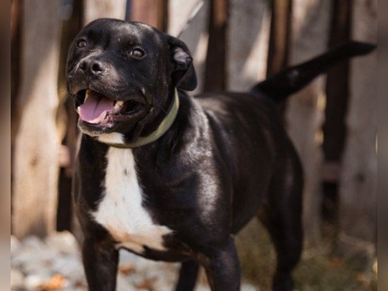 Liebenswerter Pit-Bull-Jungrüde ♥ Nero ♥ sucht sein Lebensglück