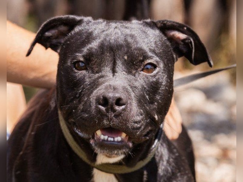 Liebenswerter Pit-Bull-Jungrüde ♥ Nero ♥ sucht sein Lebensglück
