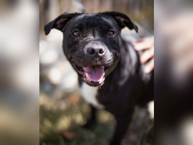 Liebenswerter Pit-Bull-Jungrüde ♥ Nero ♥ sucht sein Lebensglück