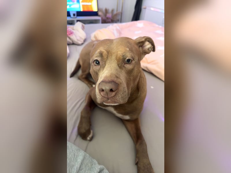 ❤️Verspielte Pitbull Hündin Luna sucht ihr für-immer Zuhause ❤️