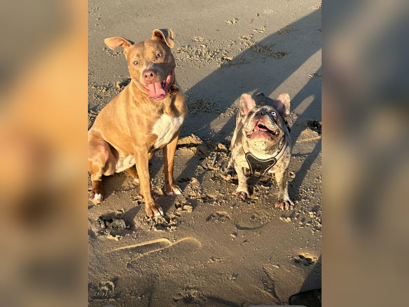 ❤️Verspielte Pitbull Hündin Luna sucht ihr für-immer Zuhause ❤️