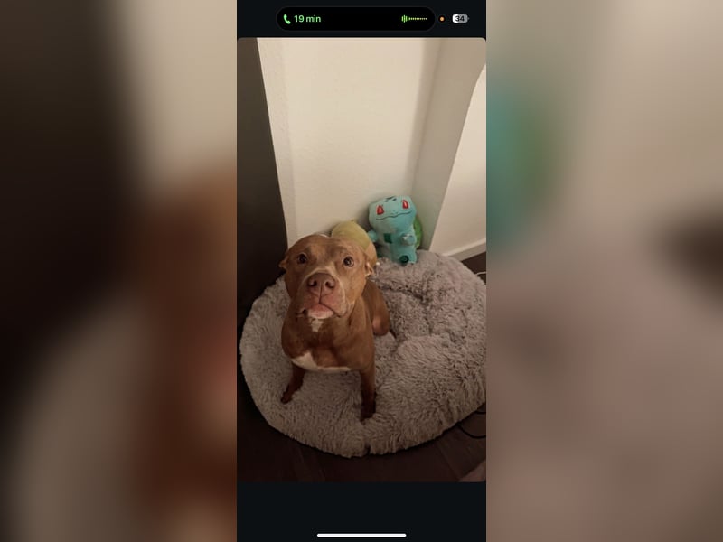 ❤️Verspielte Pitbull Hündin Luna sucht ihr für-immer Zuhause ❤️