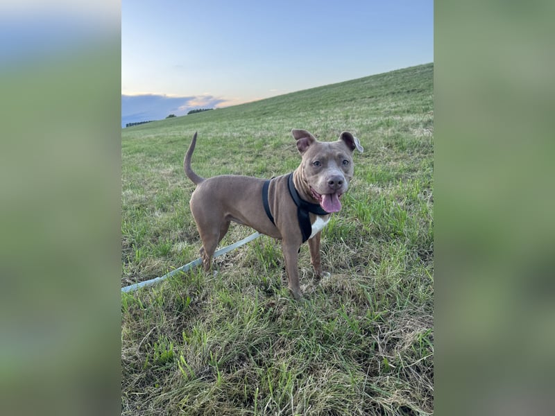 ❤️Verspielte Pitbull Hündin Luna sucht ihr für-immer Zuhause ❤️