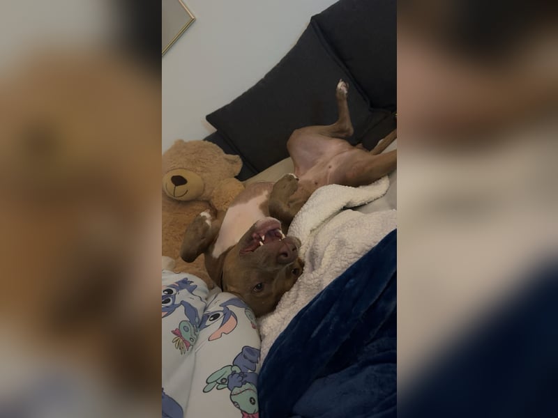 ❤️Verspielte Pitbull Hündin Luna sucht ihr für-immer Zuhause ❤️
