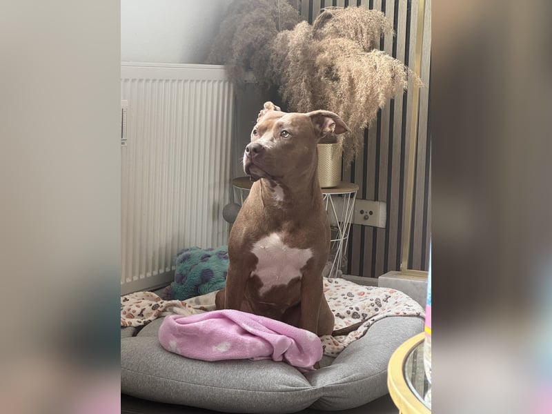 ❤️Verspielte Pitbull Hündin Luna sucht ihr für-immer Zuhause ❤️