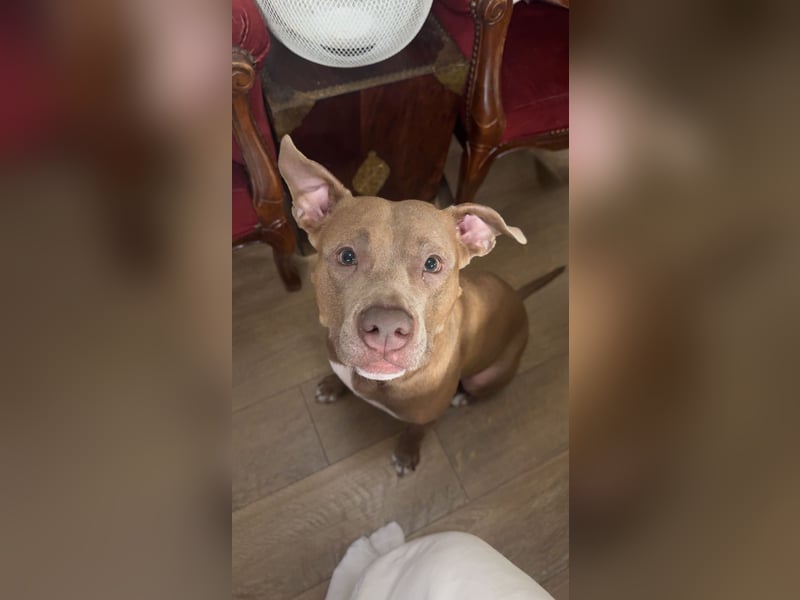 ❤️Verspielte Pitbull Hündin Luna sucht ihr für-immer Zuhause ❤️