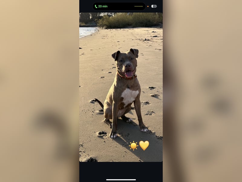 ❤️Verspielte Pitbull Hündin Luna sucht ihr für-immer Zuhause ❤️