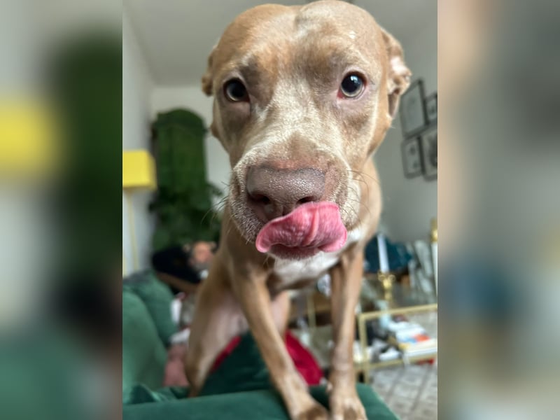 ❤️Verspielte Pitbull Hündin Luna sucht ihr für-immer Zuhause ❤️