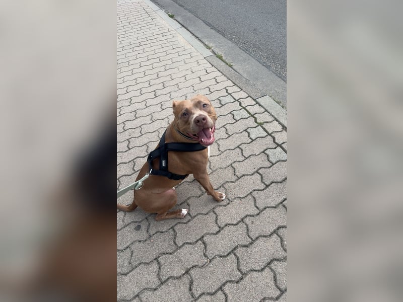 ❤️Verspielte Pitbull Hündin Luna sucht ihr für-immer Zuhause ❤️