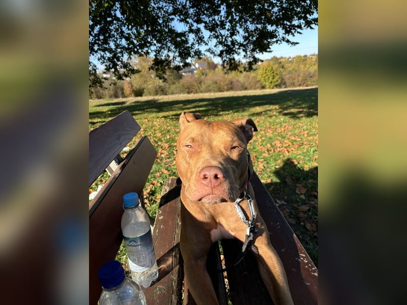 Welpen American Pitbull Terrier/ Staffordshire Terrier