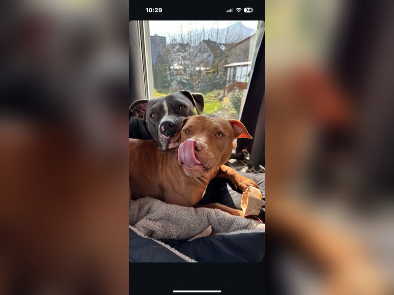 Welpen American Pitbull Terrier/ Staffordshire Terrier