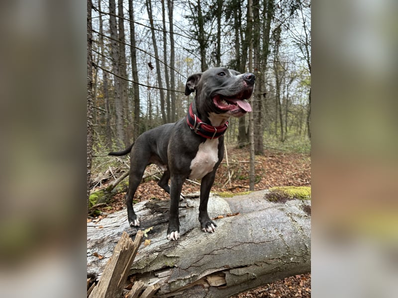 Welpen American Pitbull Terrier/ Staffordshire Terrier