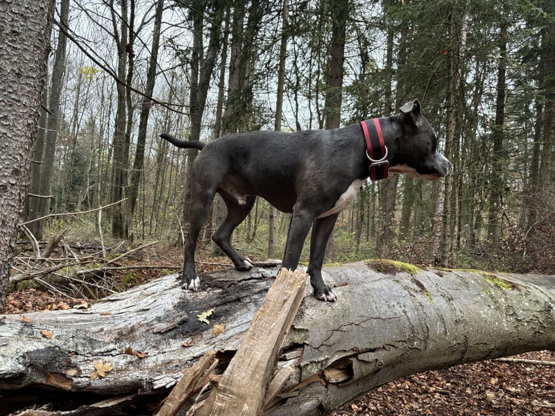 Welpen American Pitbull Terrier/ Staffordshire Terrier